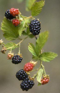 Blackberry_tree